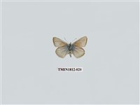 藏品(小灰蝶科)的圖片